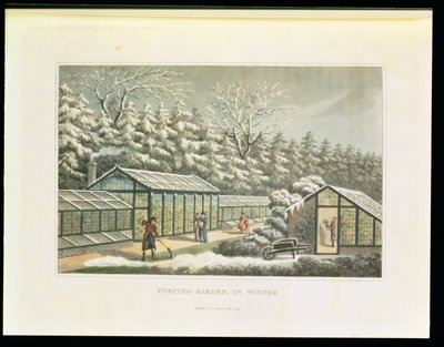 Jardinage forcé en hiver, de 